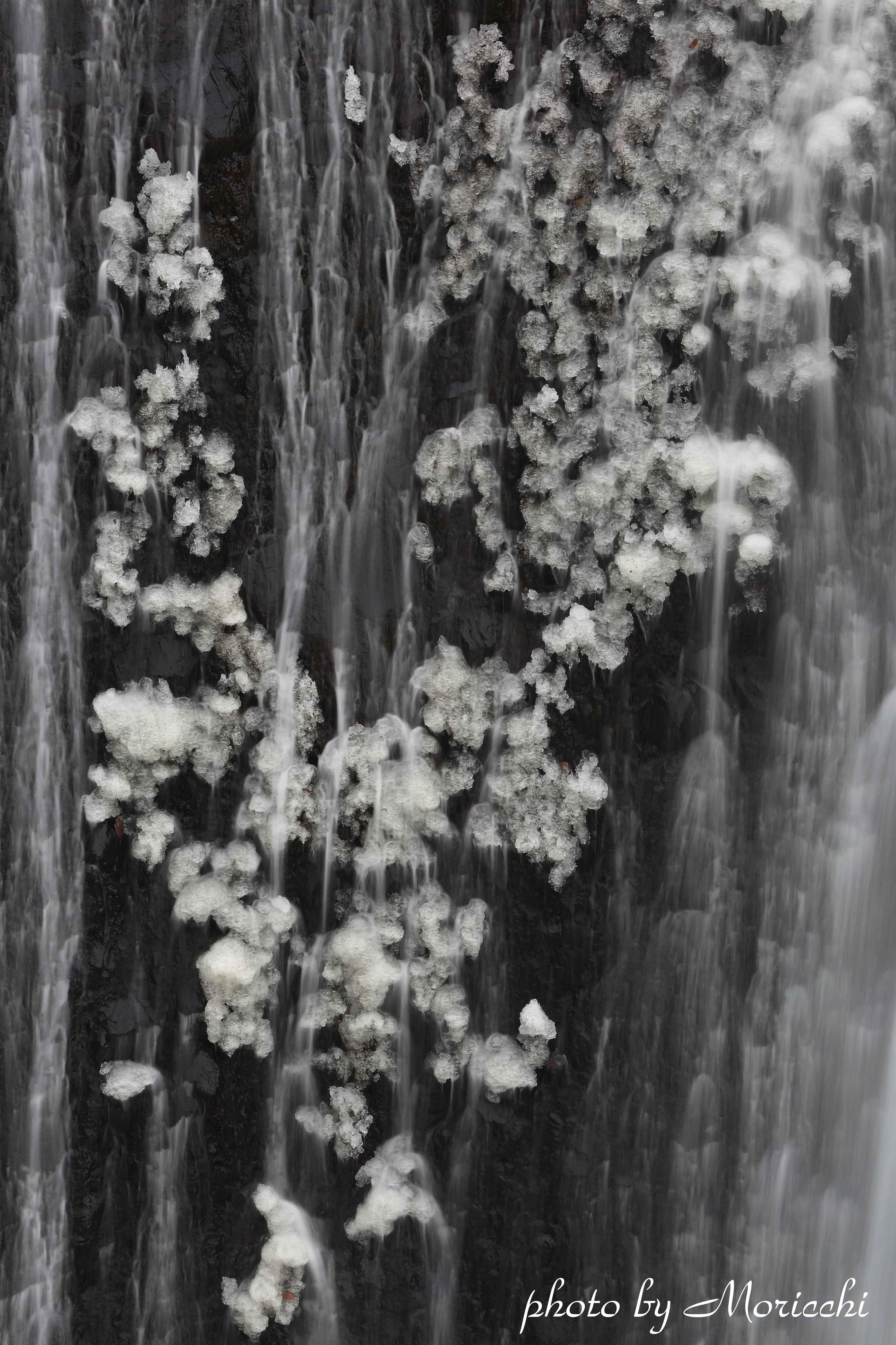 滝に咲く花.jpg